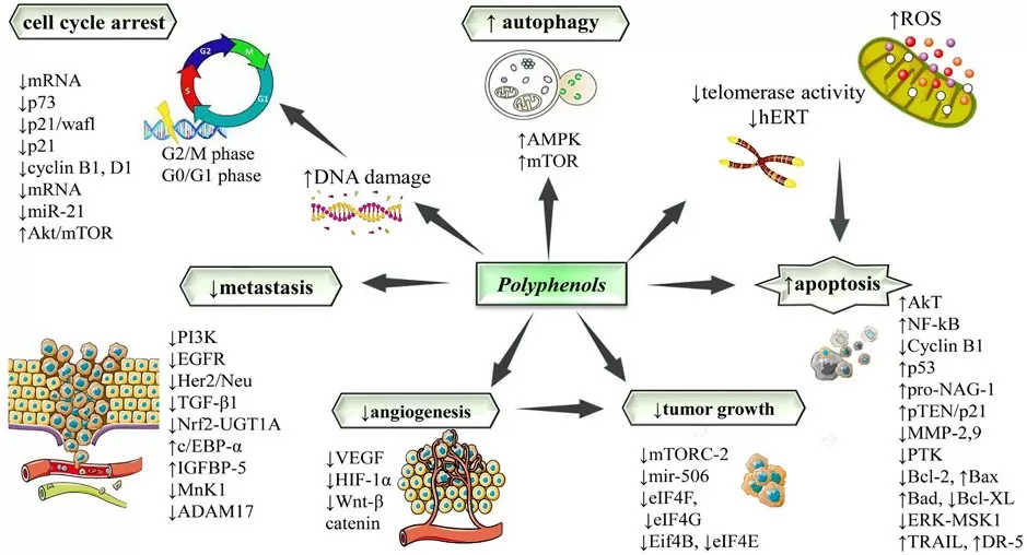 Schematic summarizing how polyphenols induce apoptosis and cell-cycle arrest, inhibit NF-κB–driven inflammation, angiogenesis and metastasis, and modulate PI3K/Akt/mTOR and epigenetic regulators.